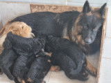 Chiots de race Berger Allemand à Poil Long à vendre (1 femelle & 5 mâles)
