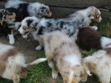 Chiots de race Berger Australien à vendre (6 femelles & 6 mâles)