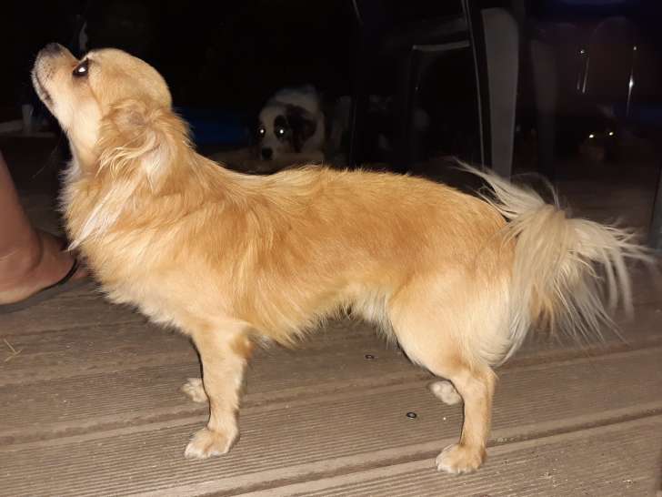 Chihuahua mâle à poil long LOF pour saillie