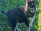 Chiots Malamute d'Alaska à vendre (3 femelles & 4 mâles)