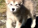 Chiots Malamute d'Alaska à vendre (3 femelles & 4 mâles)