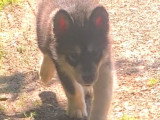 Chiots Malamute d'Alaska à vendre (3 femelles & 4 mâles)