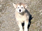 Chiots Malamute d'Alaska à vendre (3 femelles & 4 mâles)