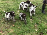 6 chiots Griffons Korthals bicolores LOF disponibles