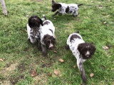 6 chiots Griffons Korthals bicolores LOF disponibles