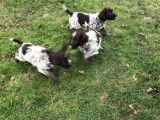 6 chiots Griffons Korthals bicolores LOF disponibles