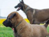 À réserver 3 chiots Malinois mâles LOF