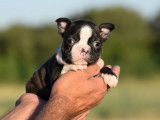 Un chiot femelle Boston Terrier LOF à la réservation