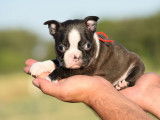 Un chiot femelle Boston Terrier LOF à la réservation