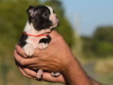 Un chiot femelle Boston Terrier LOF à la réservation