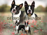 Un chiot femelle Boston Terrier LOF à la réservation