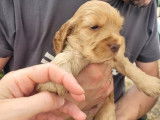 À la réservation un chiot Cocker Anglais mâle fauve (LOF)