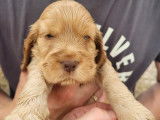 À la réservation un chiot Cocker Anglais mâle fauve (LOF)