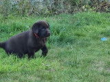2 chiots Labradors mâles LOF disponibles à la réservation