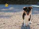 Disponible à l’achat un chiot Shetland mâle non LOF tricolore