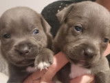 À réserver 6 chiots Staffies bleus LOF