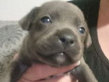 À réserver 6 chiots Staffies bleus LOF