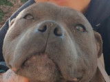 À réserver 6 chiots Staffies bleus LOF
