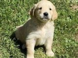 5 chiots femelles Golden Retrievers à réserver (LOF)