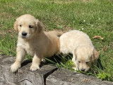 5 chiots femelles Golden Retrievers à réserver (LOF)