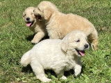5 chiots femelles Golden Retrievers à réserver (LOF)