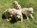 5 chiots femelles Golden Retrievers à réserver (LOF)