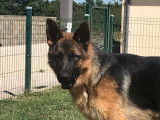Un chiot Berger Allemand mâle LOF fauve et noir à acheter