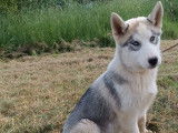 3 chiots femelles Huskies LOF fauve et noir disponibles
