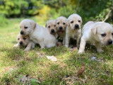 Vente de 11 chiots Labradors LOF sable