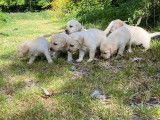 Vente de 11 chiots Labradors LOF sable