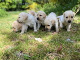 Vente de 11 chiots Labradors LOF sable