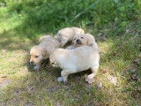 Vente de 11 chiots Labradors LOF sable