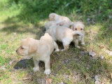 Vente de 11 chiots Labradors LOF sable