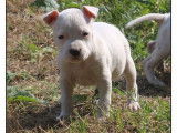À vendre 7 chiots Amstaffs LOF bringés, fauve et blanc ou blancs