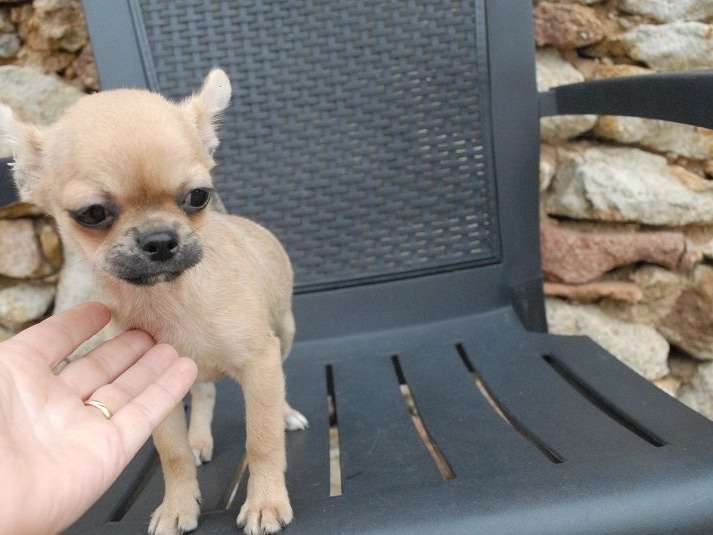Réservation pour 6 chiots Chihuahuas fauves LOF