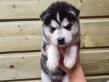 5 chiots Huskies Sibériens bicolores à réserver LOF