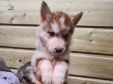 5 chiots Huskies Sibériens bicolores à réserver LOF