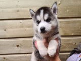 5 chiots Huskies Sibériens bicolores à réserver LOF