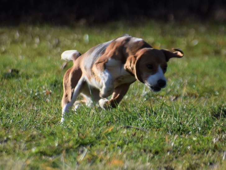 6 chiots Beagles tricolores LOF à réserver