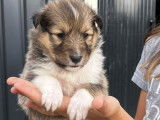 Vente de 7 chiots Bergers des Shetland non LOF tricolores