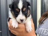 Vente de 7 chiots Bergers des Shetland non LOF tricolores