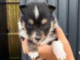 Vente de 7 chiots Bergers des Shetland non LOF tricolores