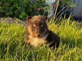 Vente de 7 chiots Bergers des Shetland non LOF tricolores