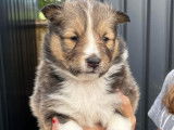Vente de 7 chiots Bergers des Shetland non LOF tricolores