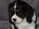 Un chiot Cavalier King Charles femelle tricolore non LOF &agrave; vendre