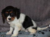 Un chiot Cavalier King Charles femelle tricolore non LOF &agrave; vendre