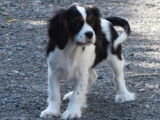 Un chiot mâle Cavalier King Charles tricolore non LOF à acheter