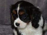 Un chiot mâle Cavalier King Charles tricolore non LOF à acheter