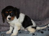 Un chiot mâle Cavalier King Charles tricolore non LOF à acheter