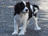 Un chiot femelle Cavalier King Charles non LOF disponible